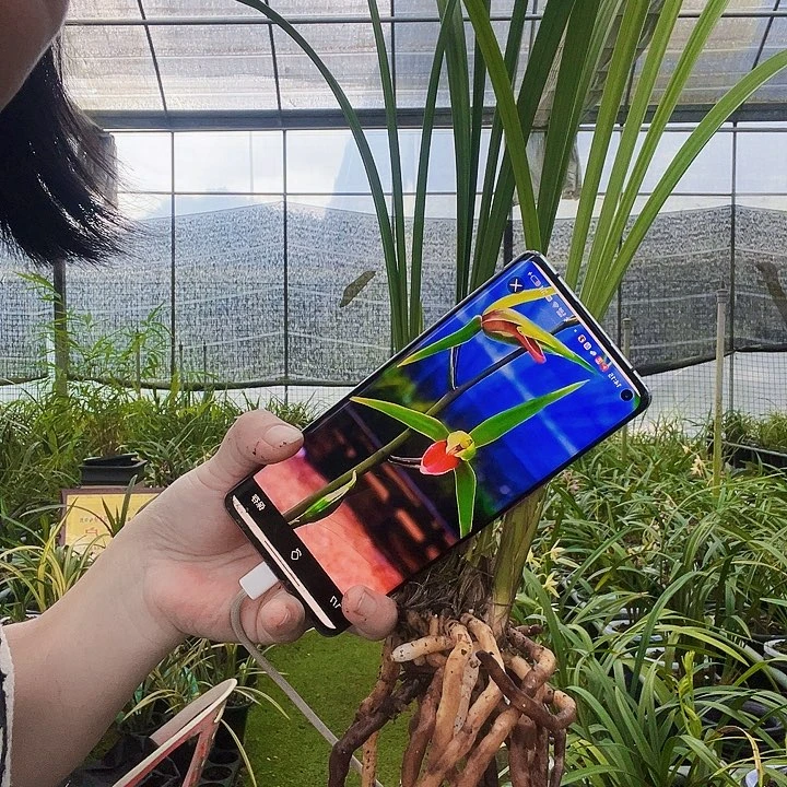 完全开放雪中红41