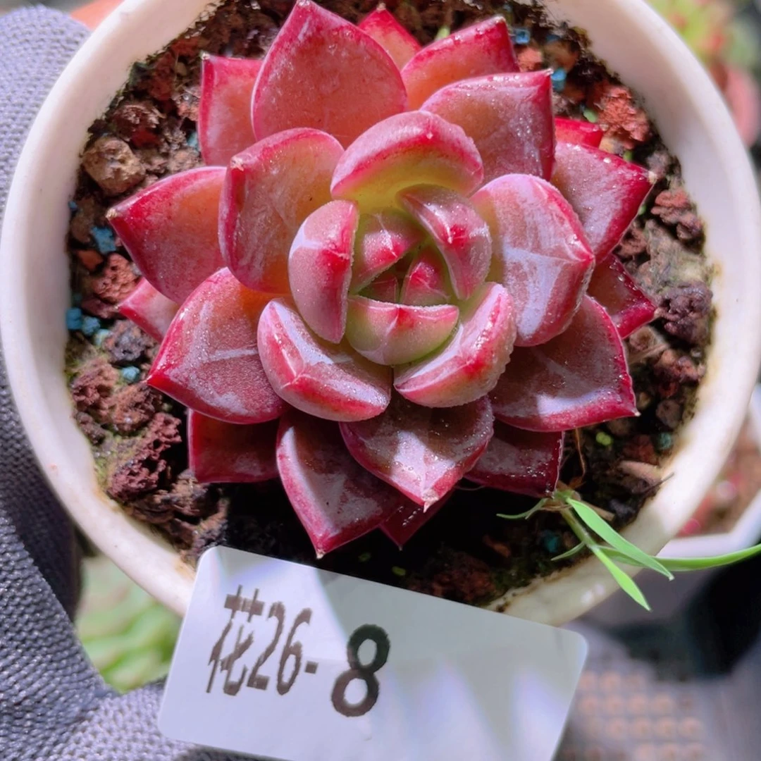 花利美26-8醉霞