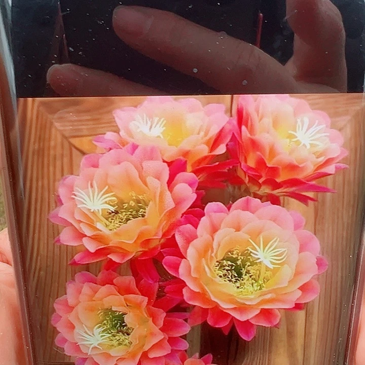 毛花柱杏光辉 15公分 00