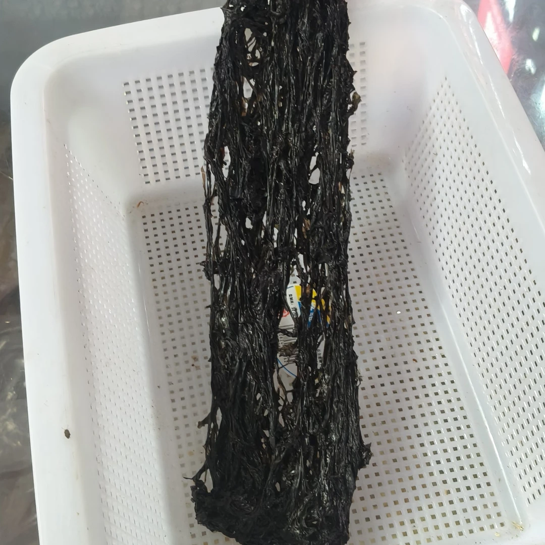 海里生产的鲜甜的紫菜