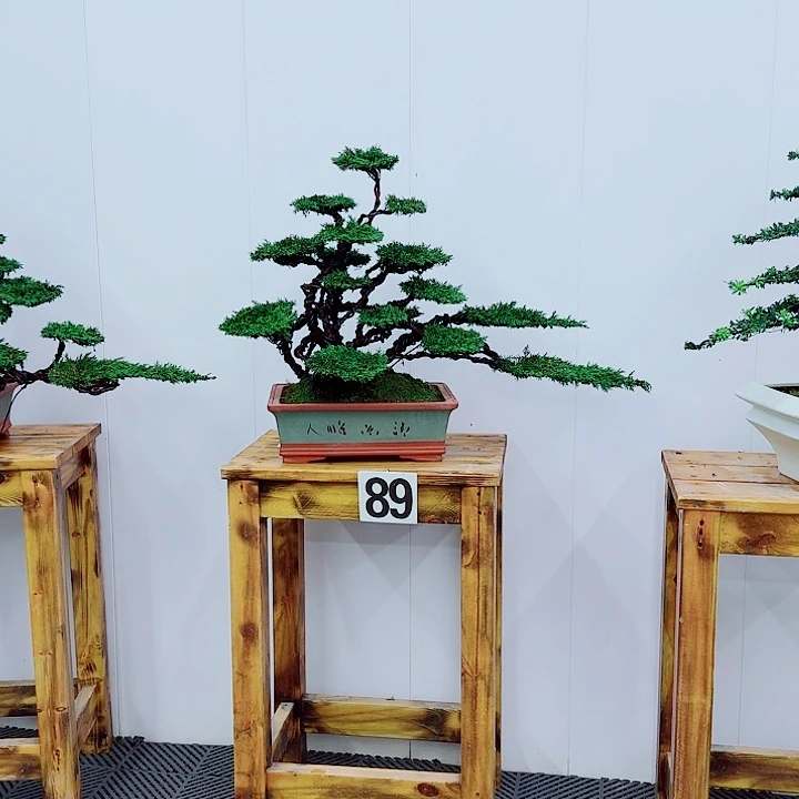 无花朵松柏盆景一物一拍