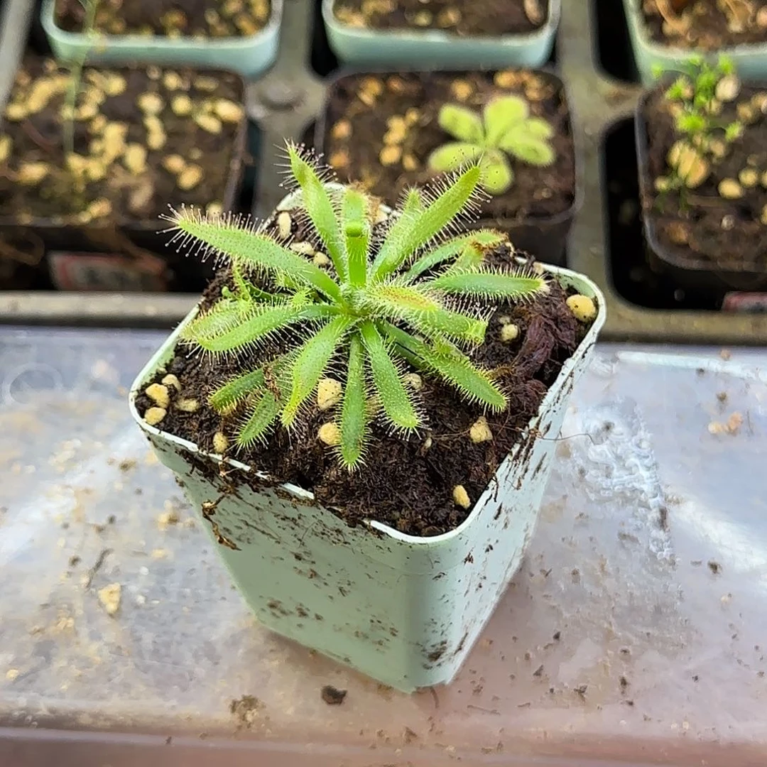 完全开放阔叶茅膏菜