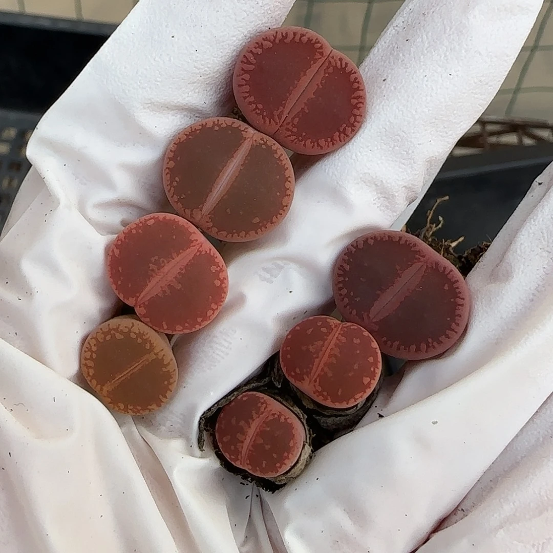 咪***咪11.24.日轮 .9023