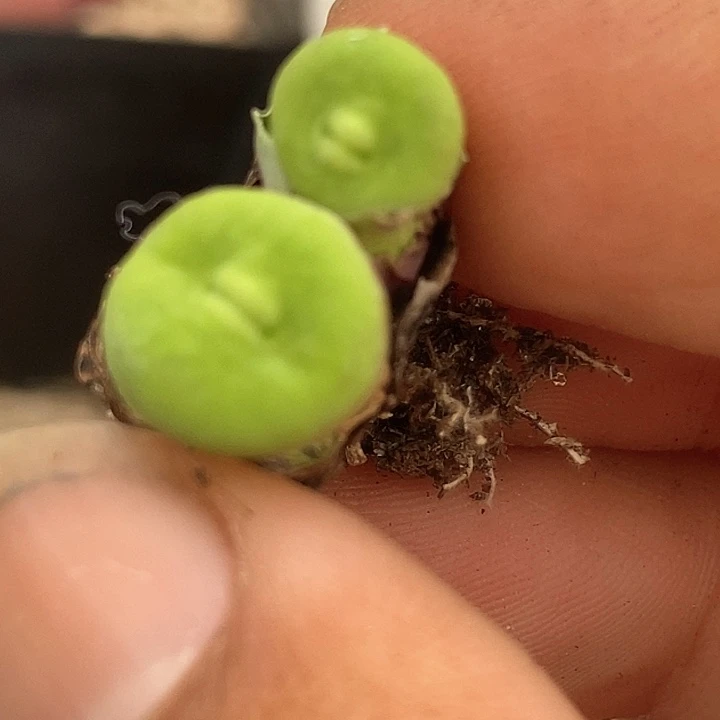 12507嘟嘟嘴一颗