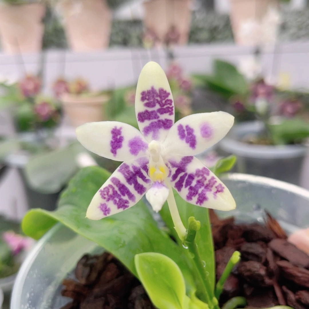 完全开放1812 蓝鹦鹉