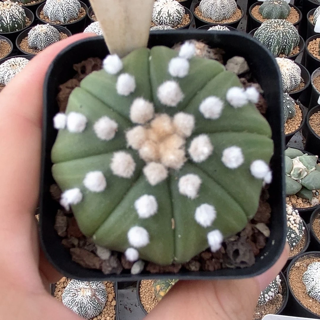 134大优琉璃兜系列