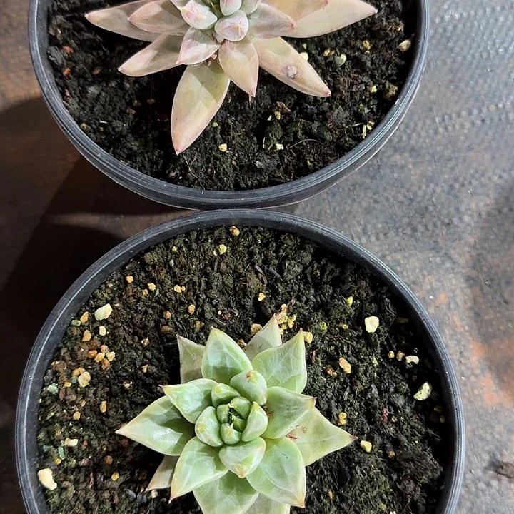 路***…多肉组合新品寄养路漫漫