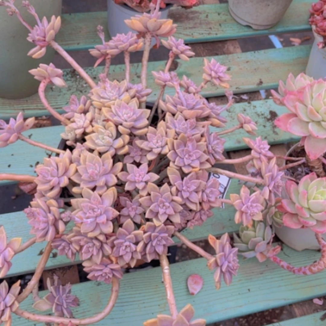 【闪购商品】阿伦培03271