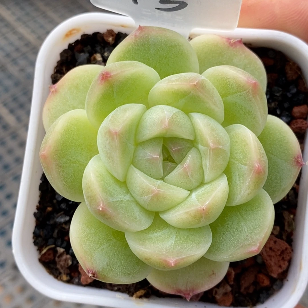 天官赐福百无禁忌