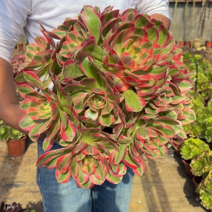 45.8粉女郎一棵包邮