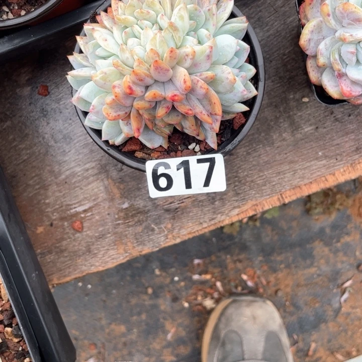 ୧****多肉植物一物一拍