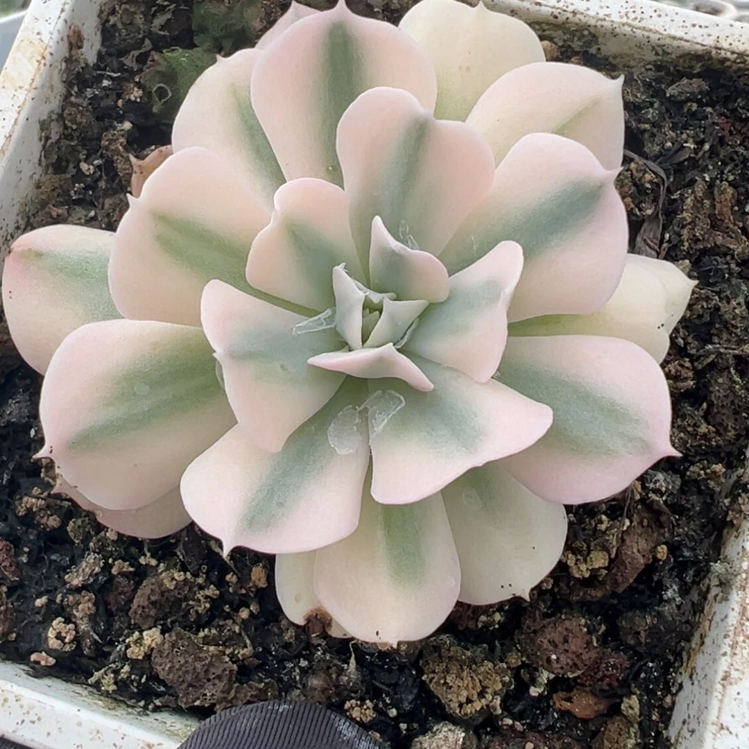 特玉莲锦，白锦覆轮锦