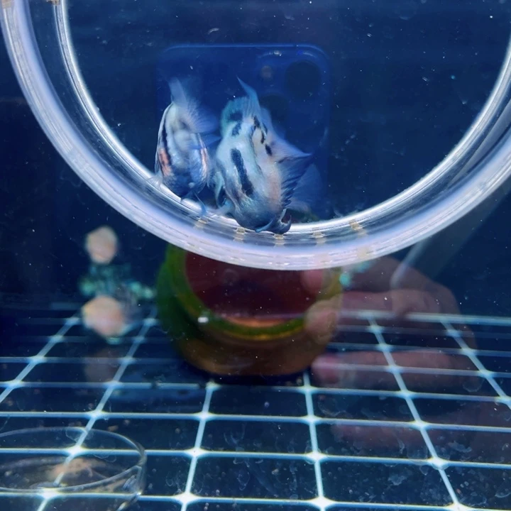 鹦鹉鱼高背短身缩尾短头宝蓝亚成一对