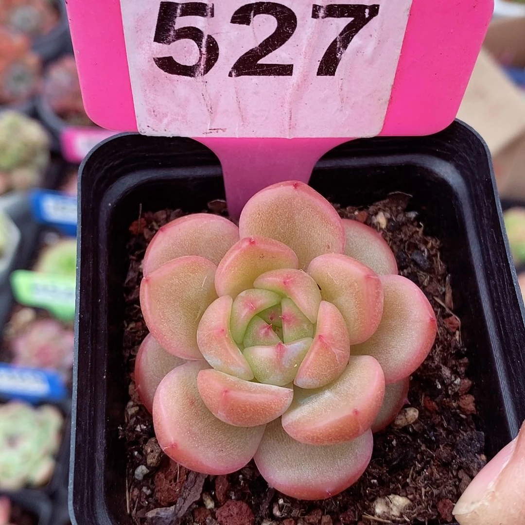 新品5cm多肉植物