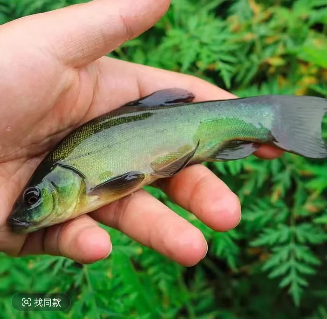 活体鱼四川丁桂鱼丁岁鱼观赏水族淡水饲养
