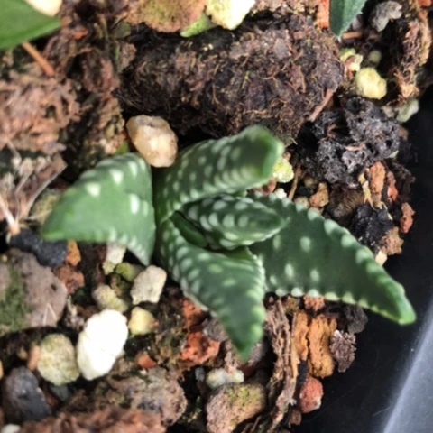 白瓷泪珠硬叶硬叶