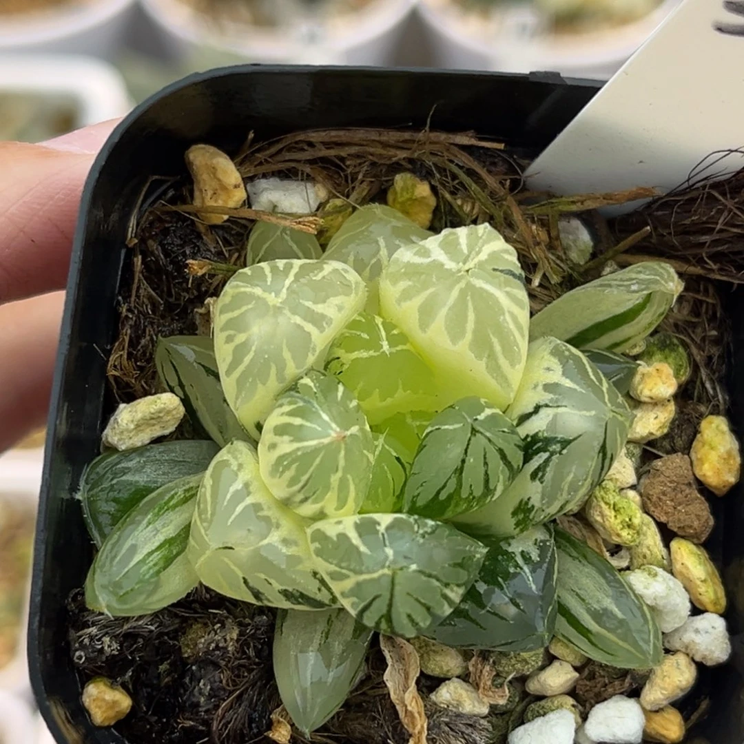 33大窗水晶灯玉露锦福利专场