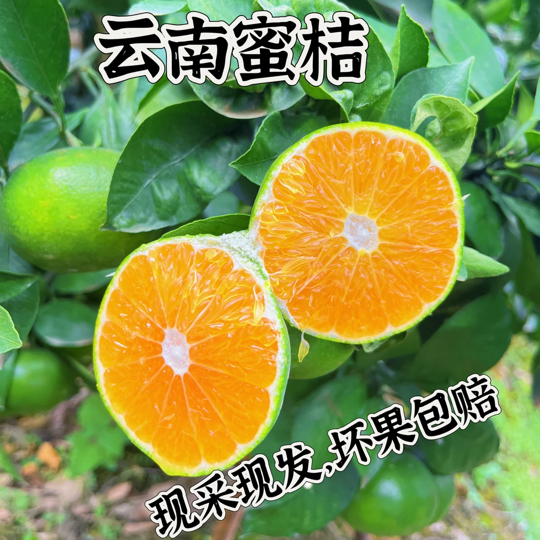 云南青皮蜜桔新鲜应季水果酸甜多汁适合孕妇