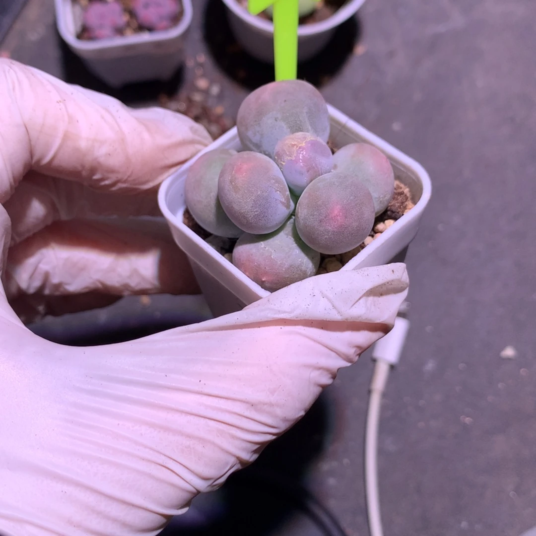 砍头米可奶酪还没有发根
