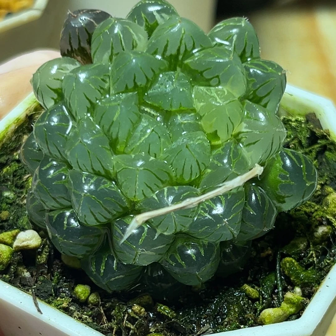 恭喜发财大吉大利518