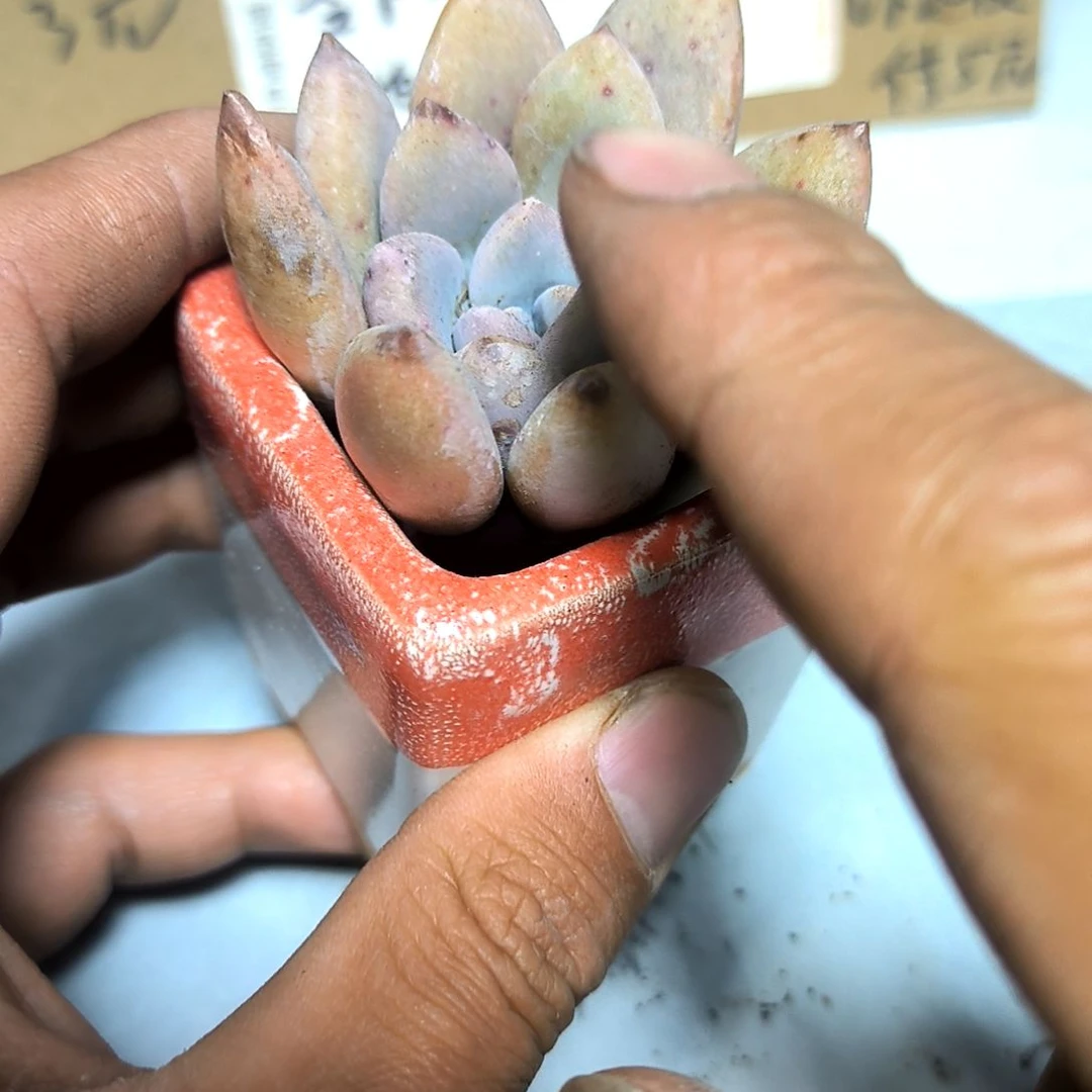 满6元包邮，奥普一颗