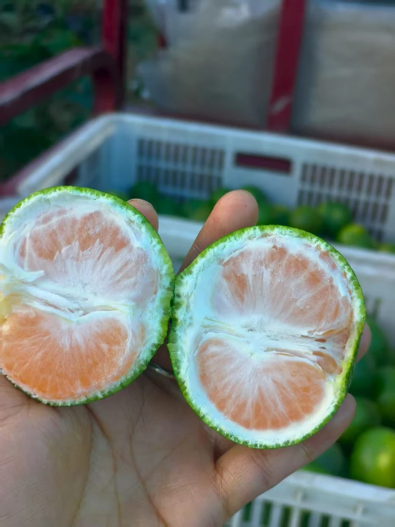 现摘青皮蜜桔皮薄无籽酸甜多汁当季新鲜水果