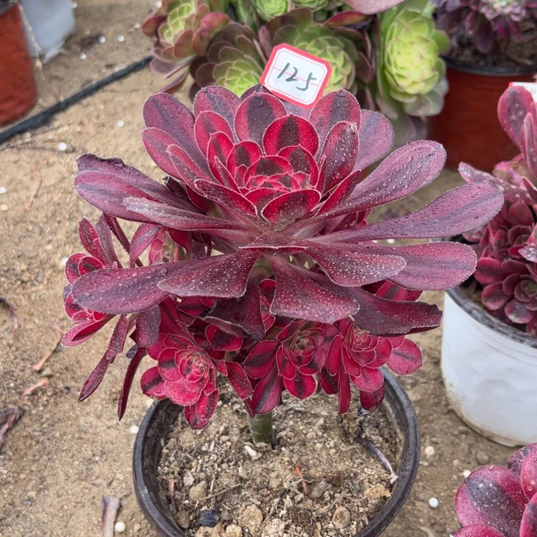 125多肉植物香奈儿