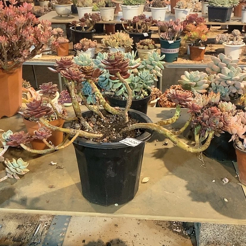 【闪购商品】大红袍缀24203