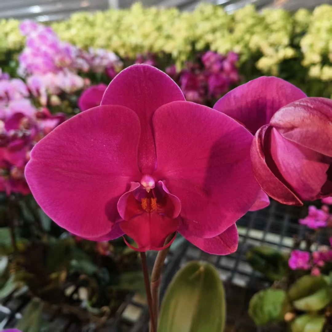 蝴蝶兰【喜事】梦幻浪漫室内高端花卉绿植