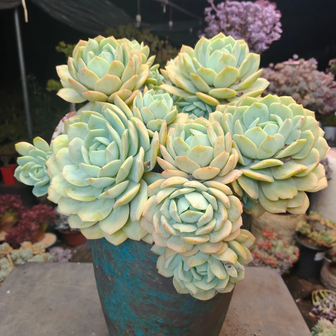 超大老桩恋曲【云贵精品多肉】