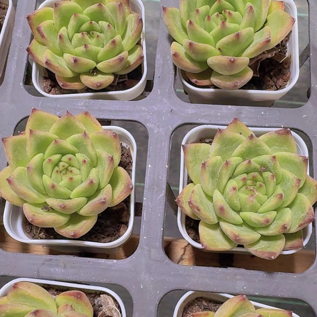 精品安斯顿多肉植物