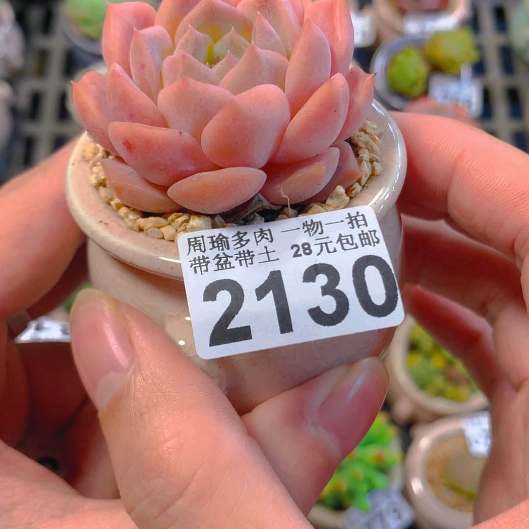 5厘米精控多肉2130