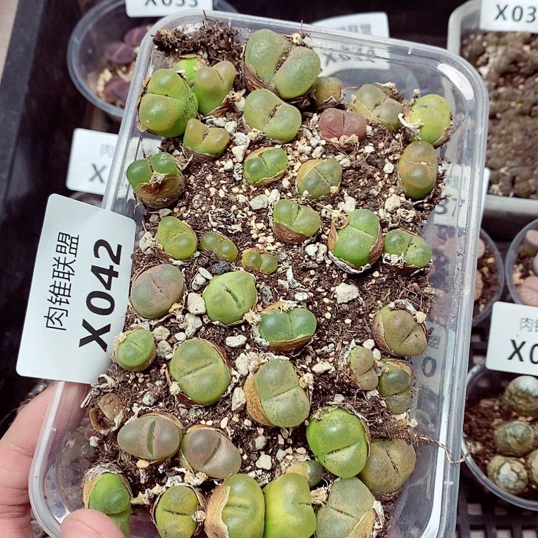 42呃呃呃呃呃呃呃呃呃呃呃呃