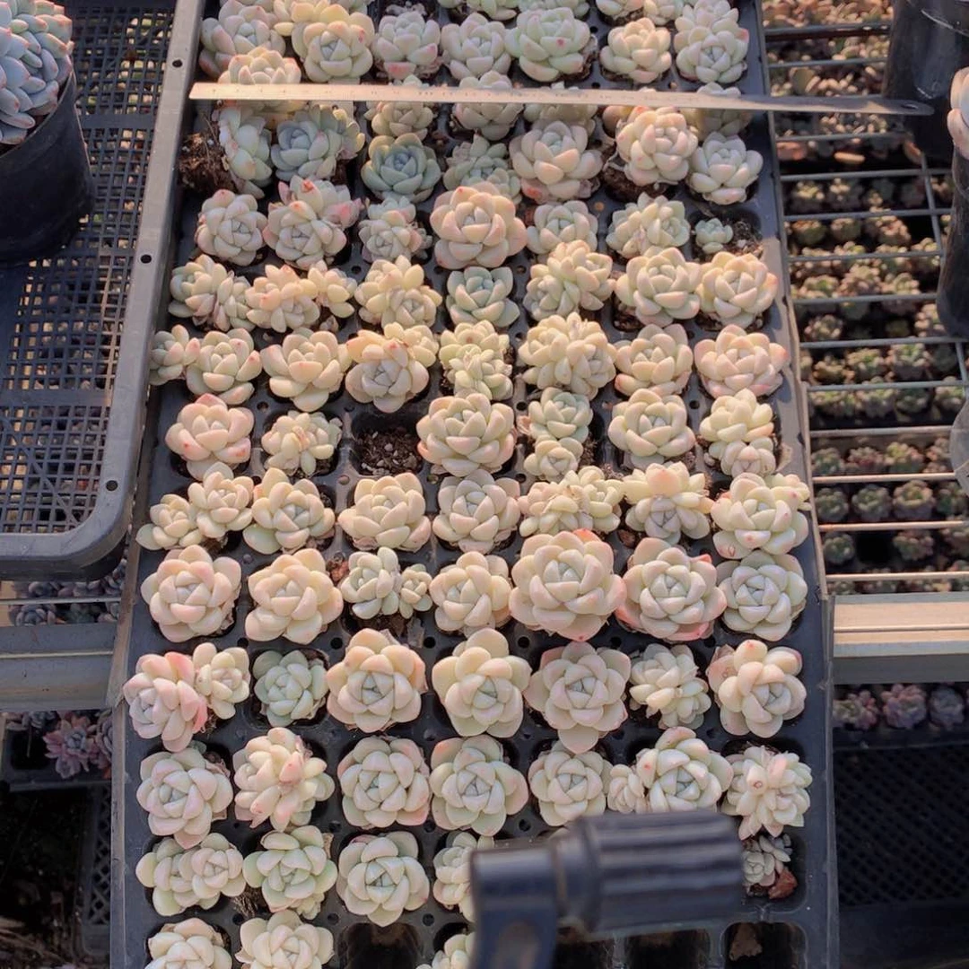 冰玉30个嗯嗯是真的想