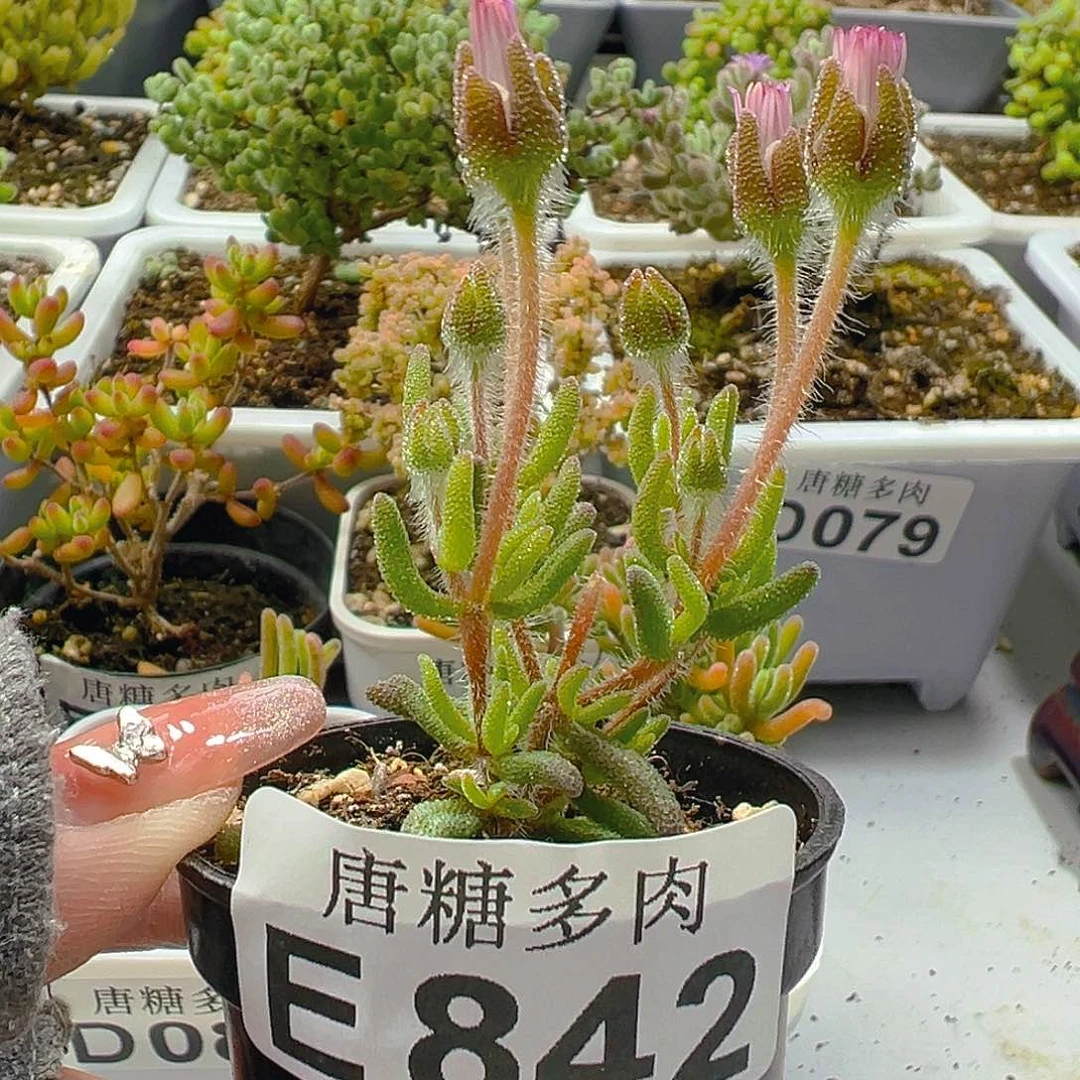 狐尾842。