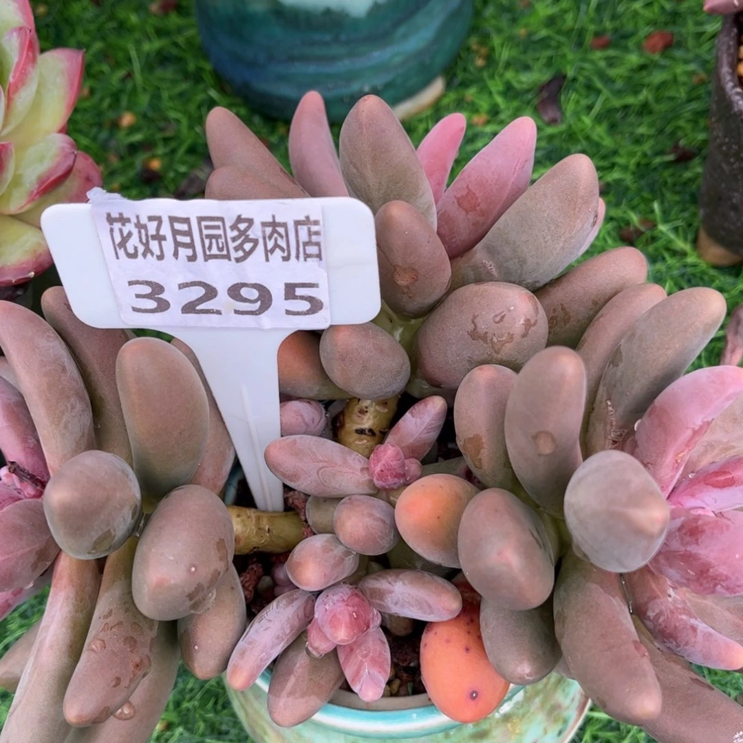 m***i多肉植物3295 一定要拍个冷链哦