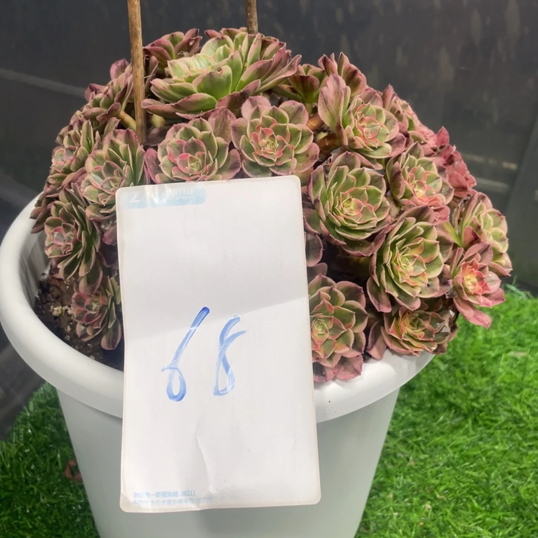 法师多肉植物等多