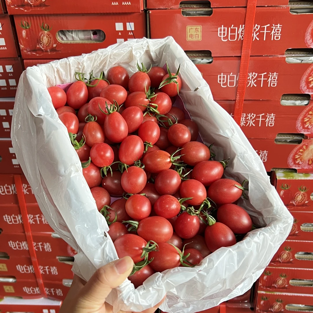 （电白爆浆千禧）广东电白新鲜采摘鲜甜爽口新鲜小番茄1.8斤装广东省