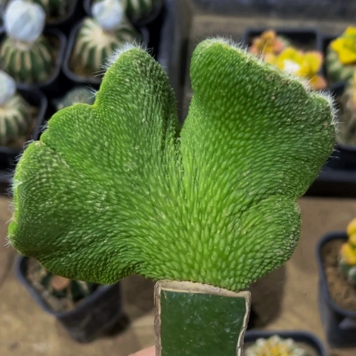 无花朵福利青舌缀化447