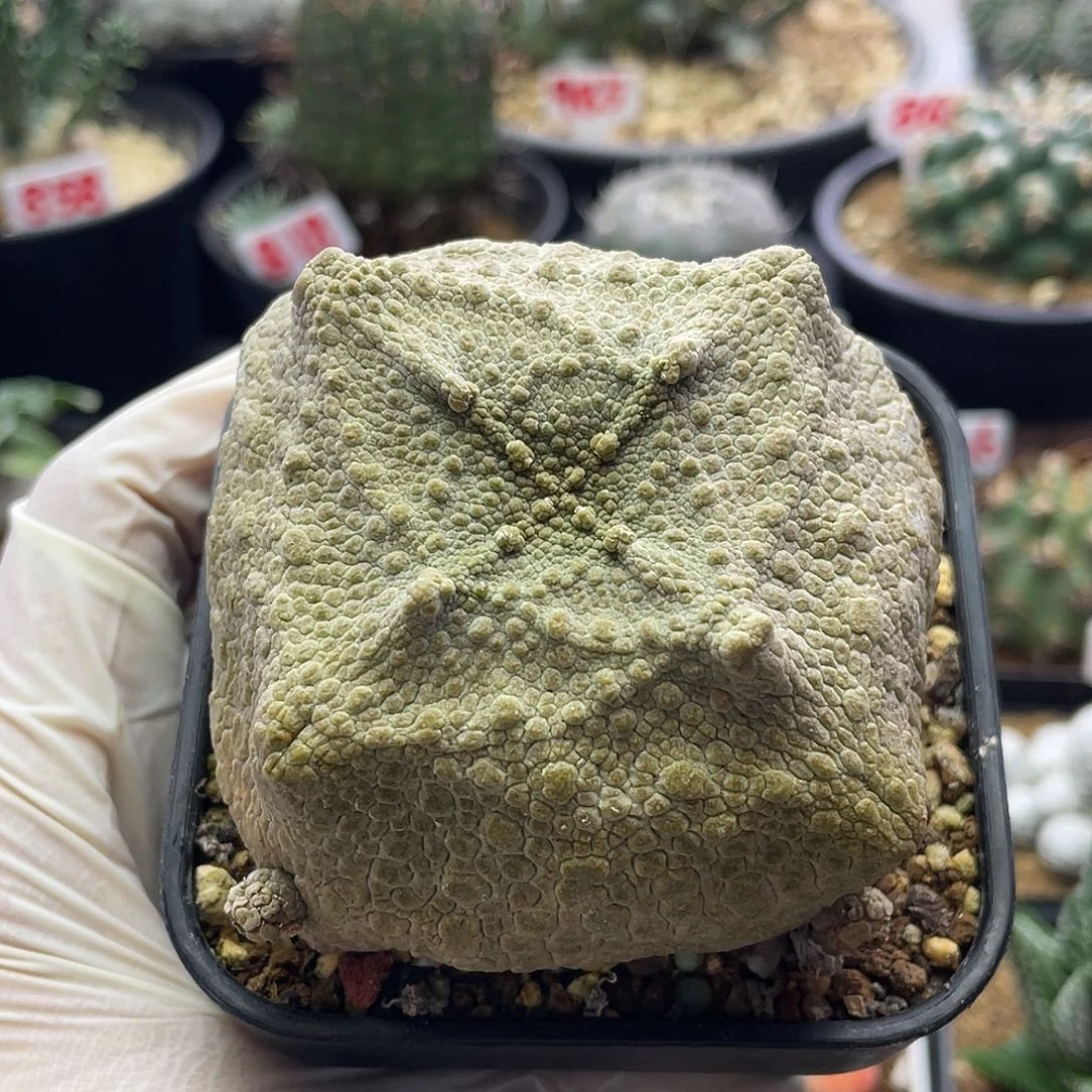 实生十字大尤方凝蹄玉仙人球