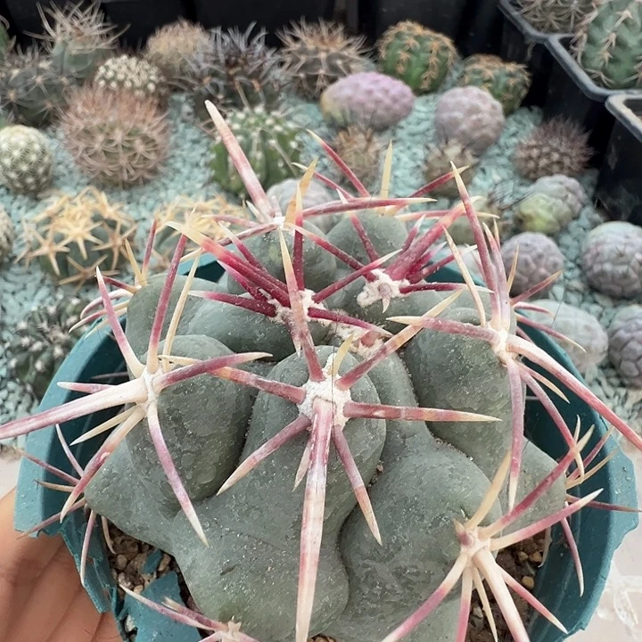 大红鹰。  自根养定。