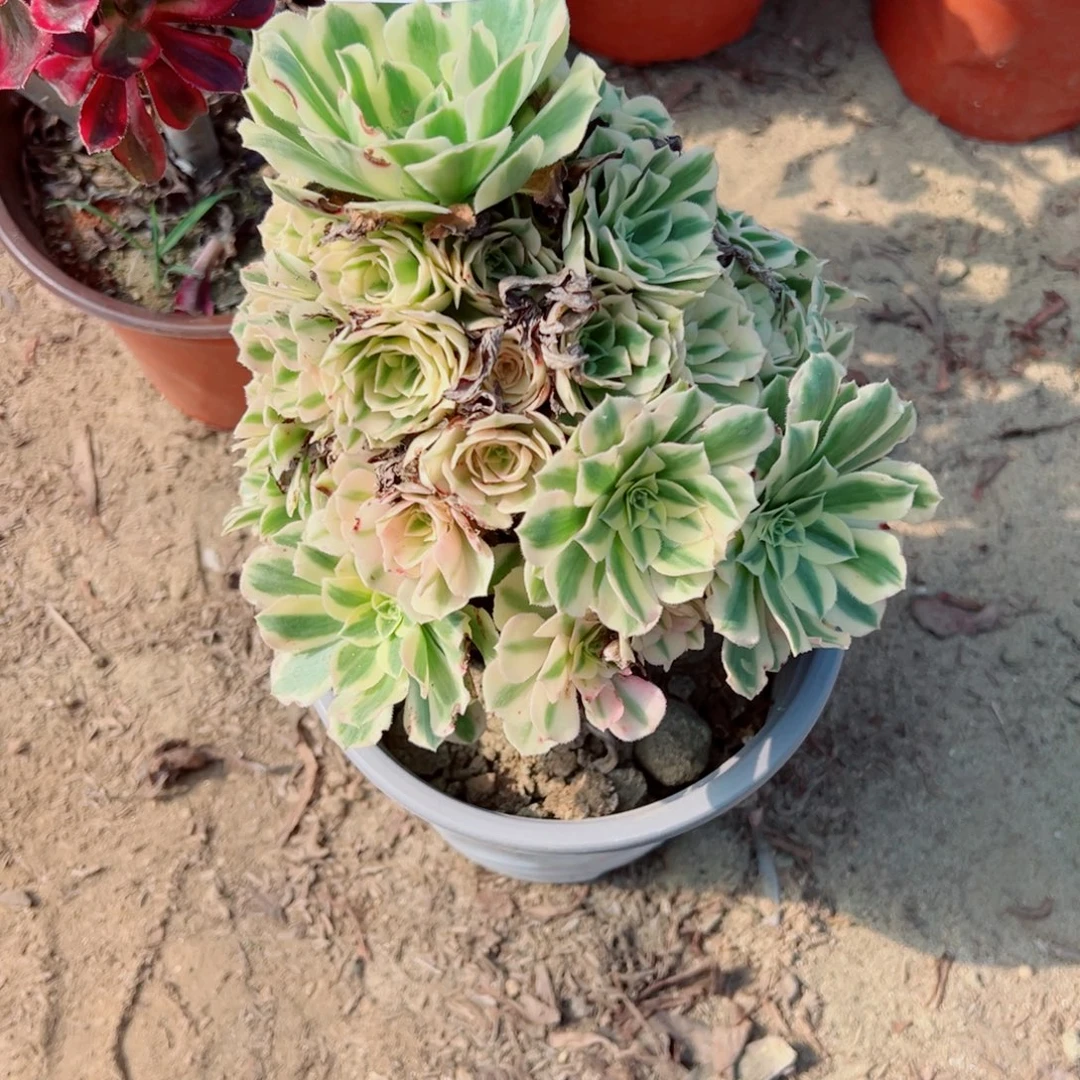 539迈巴赫多肉植物法师