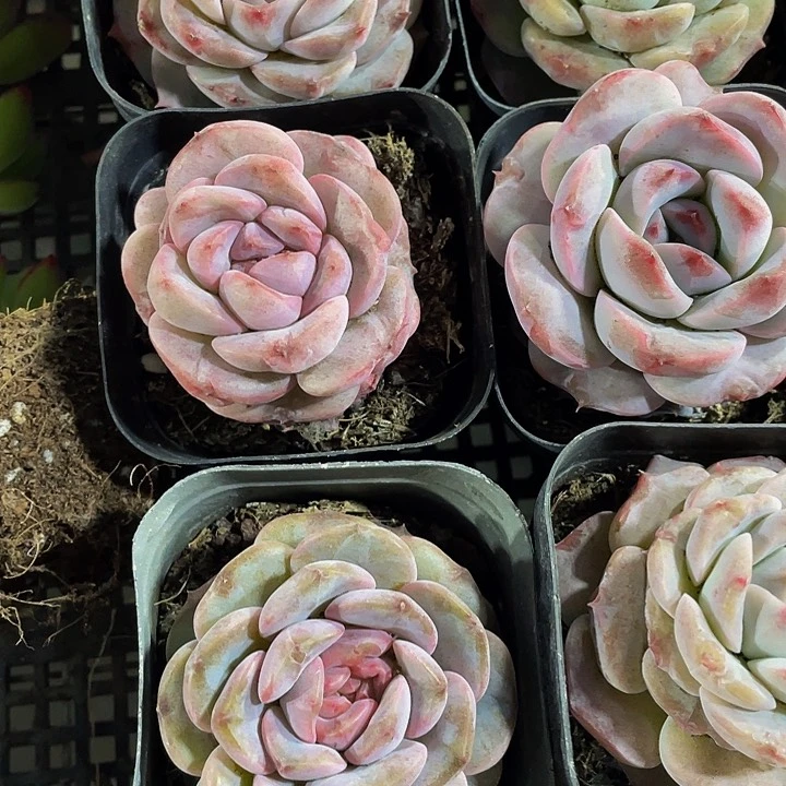 6.5方大冰魄带盆土