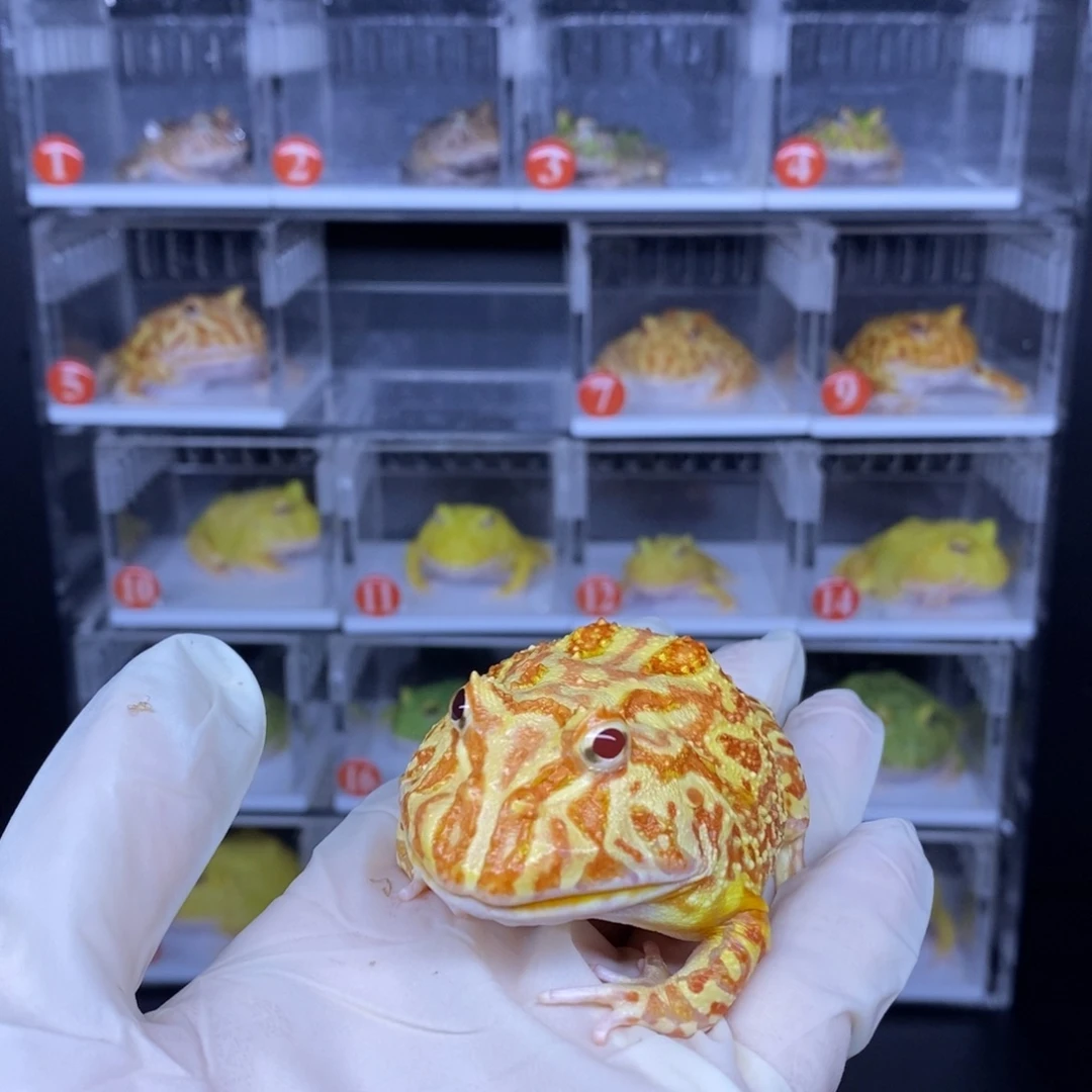 角蛙火龙闪购链接