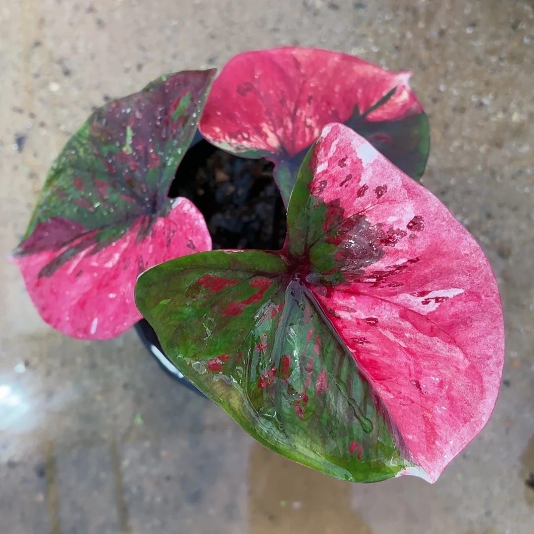 F***z泰国彩叶芋66-0117