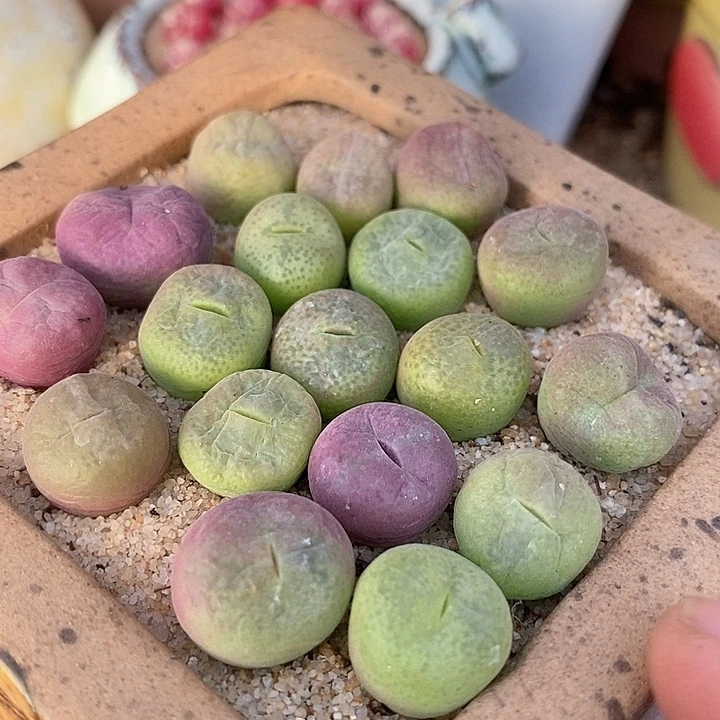 翠星一颗      糖