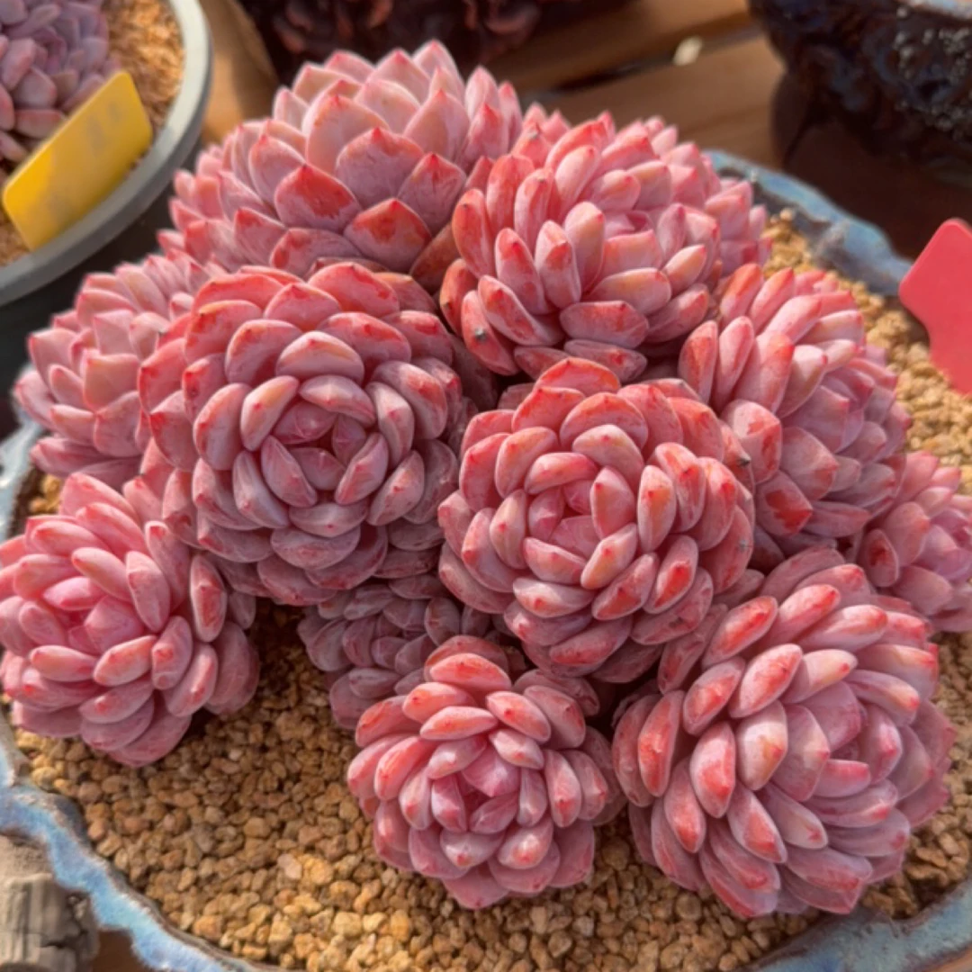 遇见多肉园艺1号链接