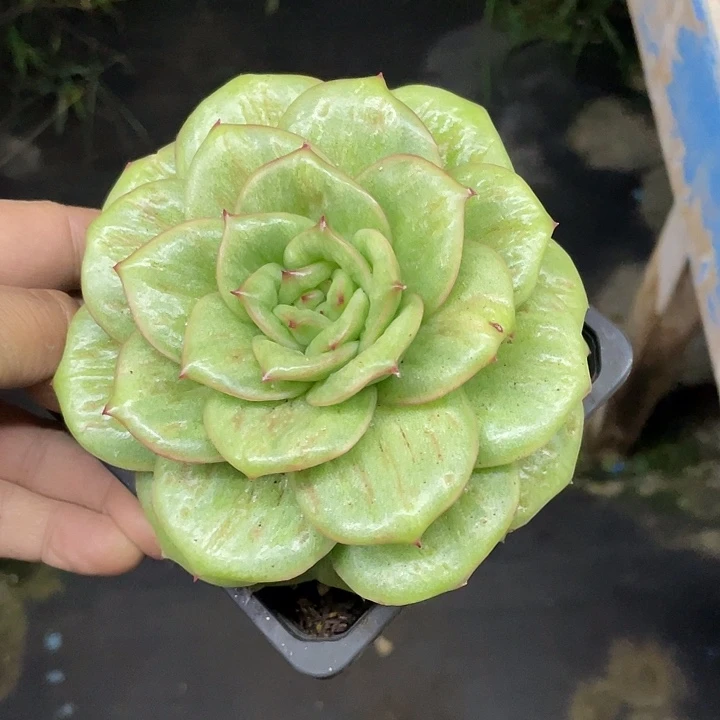 蔷薇石化哦哦哦哦哦
