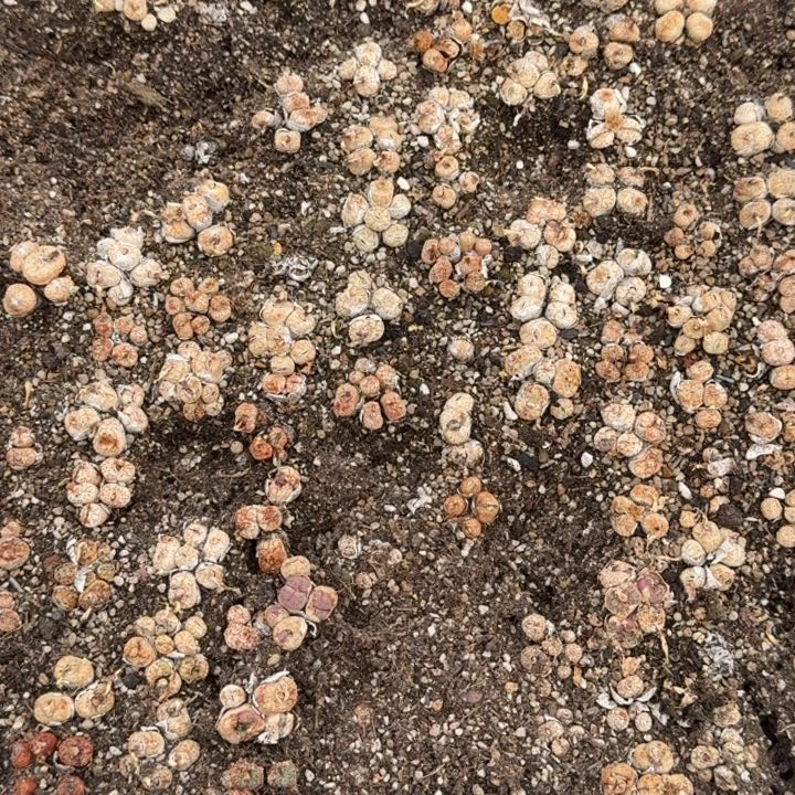 肉锥杂福利任选三组福利