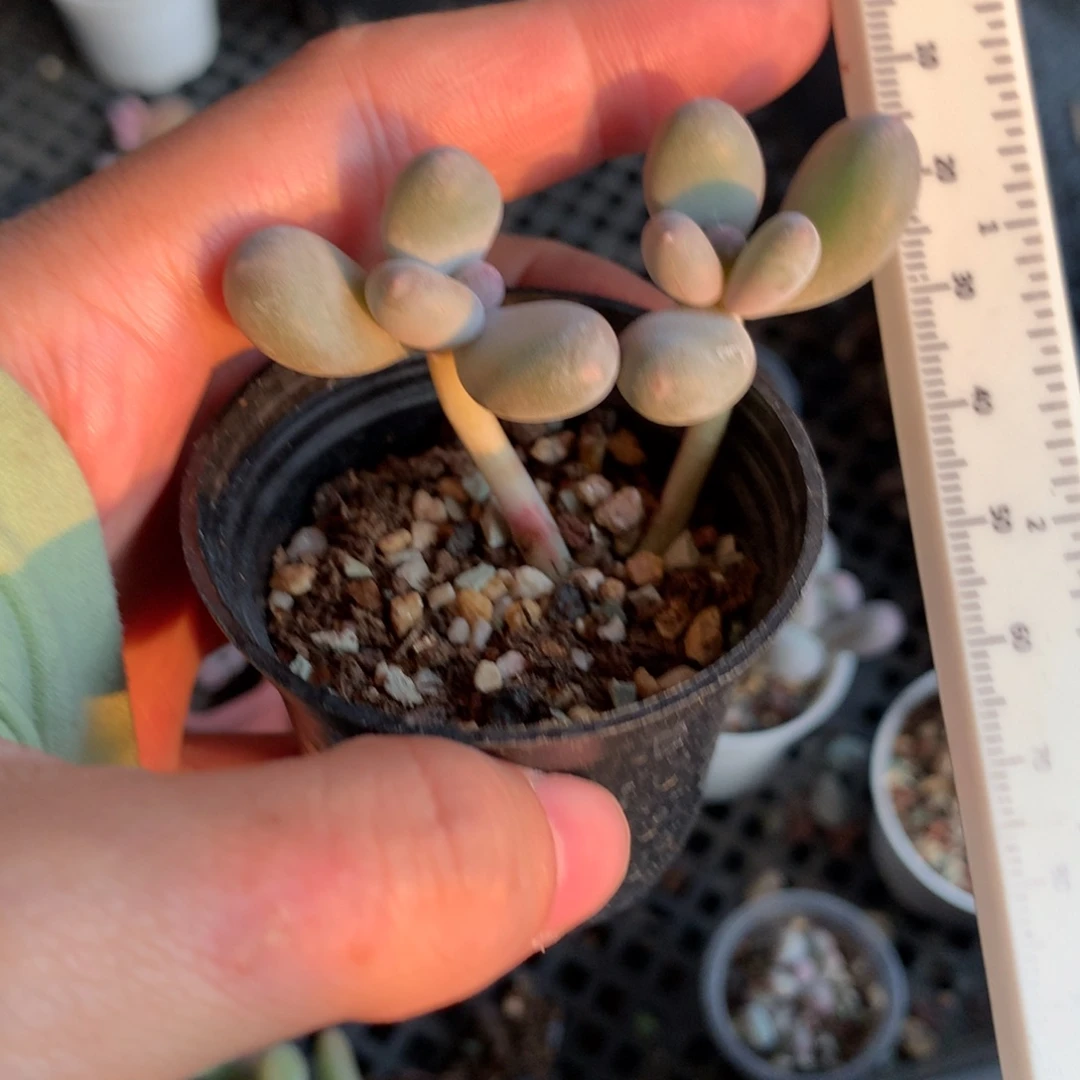 彩虹奶酪多肉彩虹